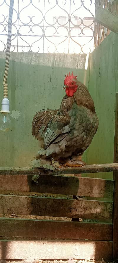 Pure Bantam '0' size