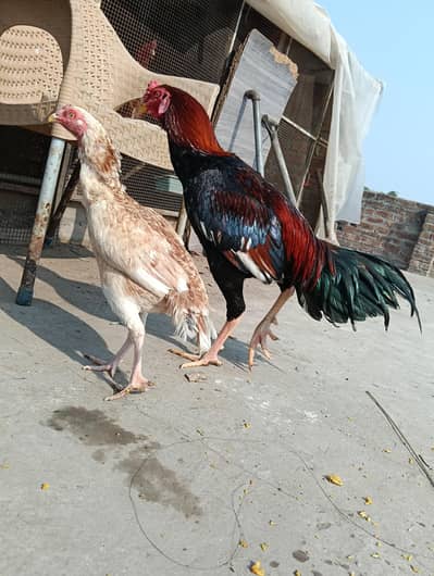 Mia wali pair for sale