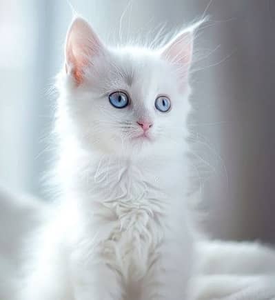 2 Persian kittens white colour blue eyes single and double coat