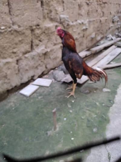 Miawali Aseel for sale