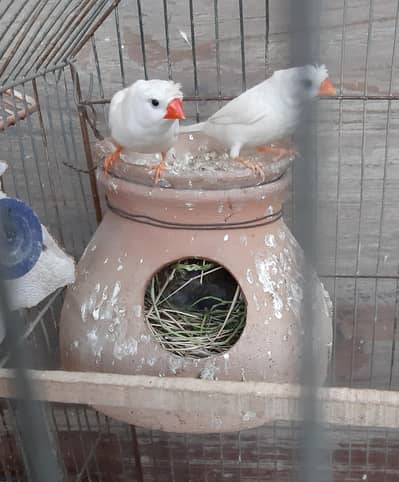 Snow white crested breeder pair