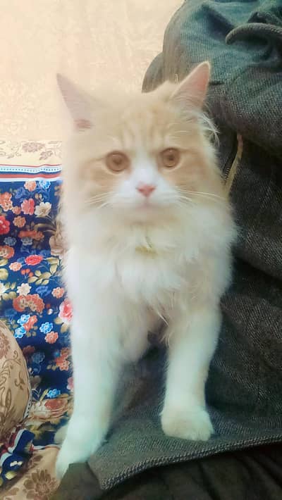 persian male cat