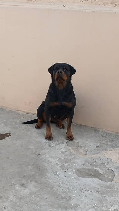 Female breeder for sale lahore