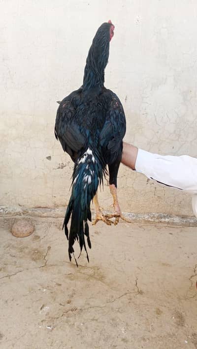 Top Quality Mushka lasani one eye  For sale