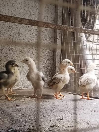 Aseel quality chicks