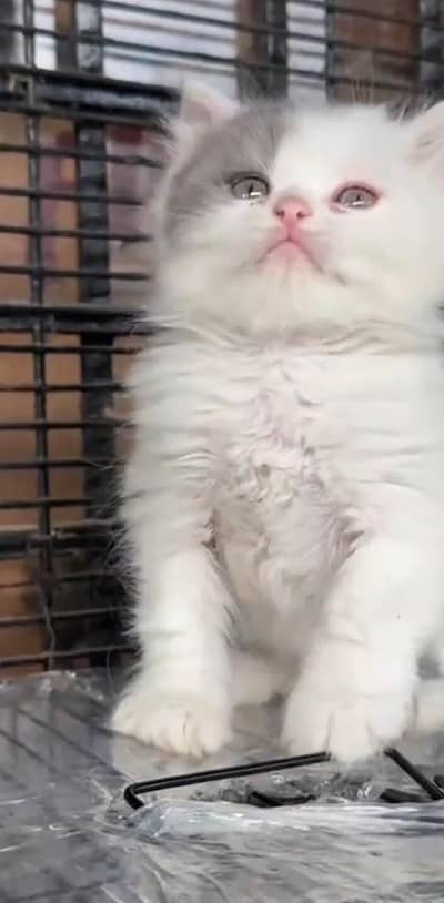 Pure Persian kitten male female Mor WhatsApp 03094016734