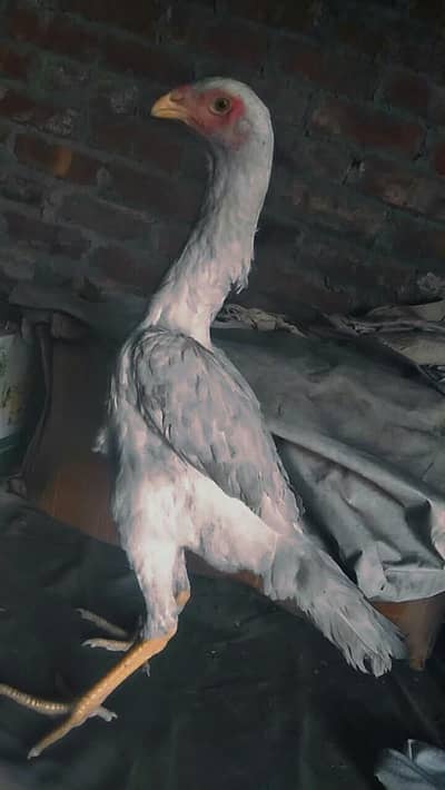 white o shamo long hight and healthy and active