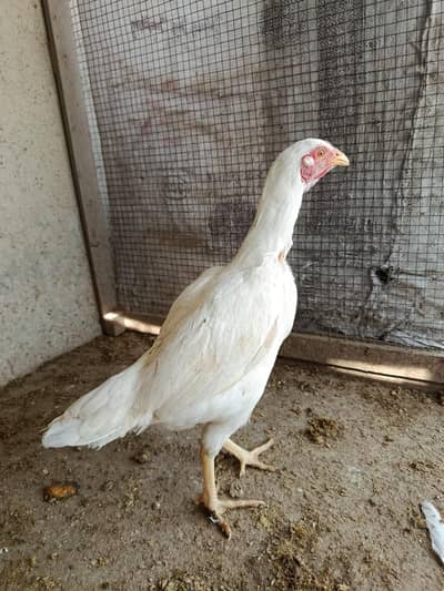 Paper White Heera Madi