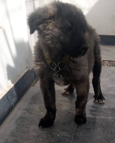 Himalayan Shepherd dog