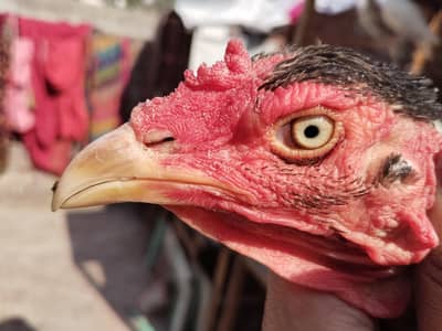 vet cross gnoyi murgi eggs lying