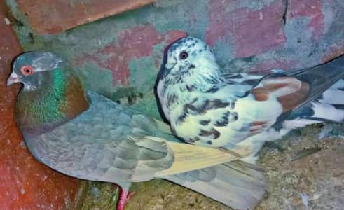 pigeons pair  for sale