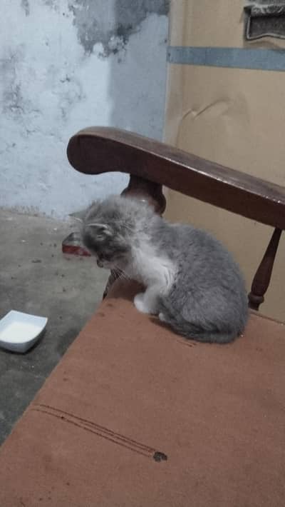 full train kitten ha