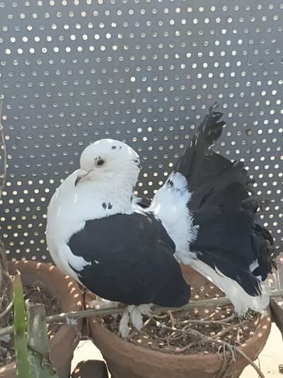 Urgent 6 Pigeons For Sale