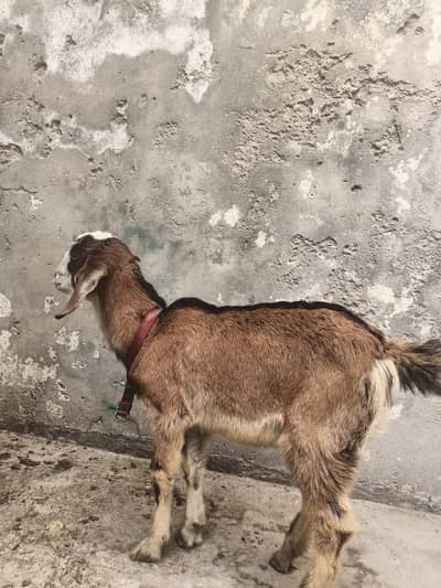 I am selling 2  goats male and female