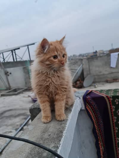 Male 6 months Persian triple coat brown colour  vaccinated