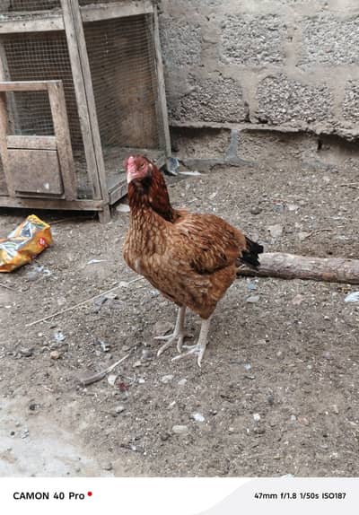 High Quality Double Body Aseel