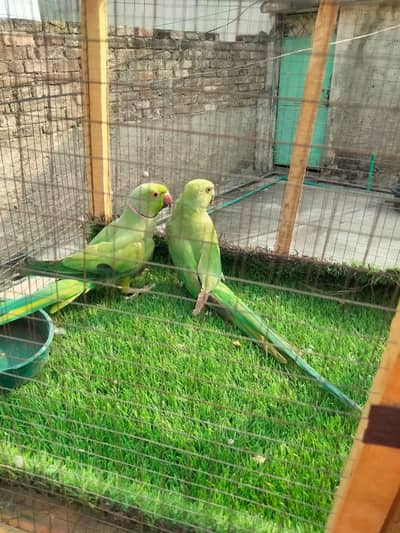 Pair of parrot for sale
