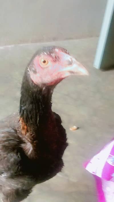 7 month Thai aseel female pathi for sale