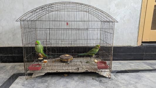 RING NECK GREEN PARROT