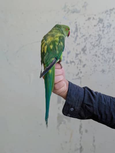 Yellow split ringneck