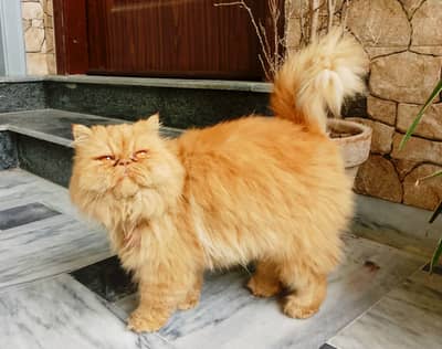 Persian Peki bloodline Female Cat available for sale