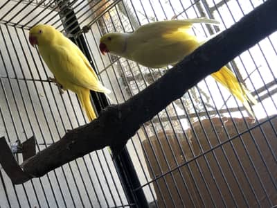 Yellow Rings Neck breeder pair