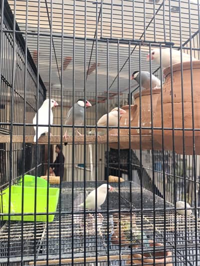 Bird Setup for Sale – Java Finch & Budgies with Large Iron Cage