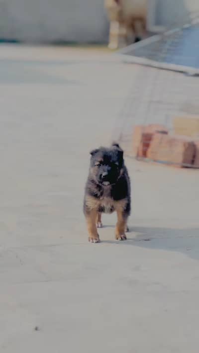Pure German shepherd puppy for sale. . . Watsapp 03365512307
