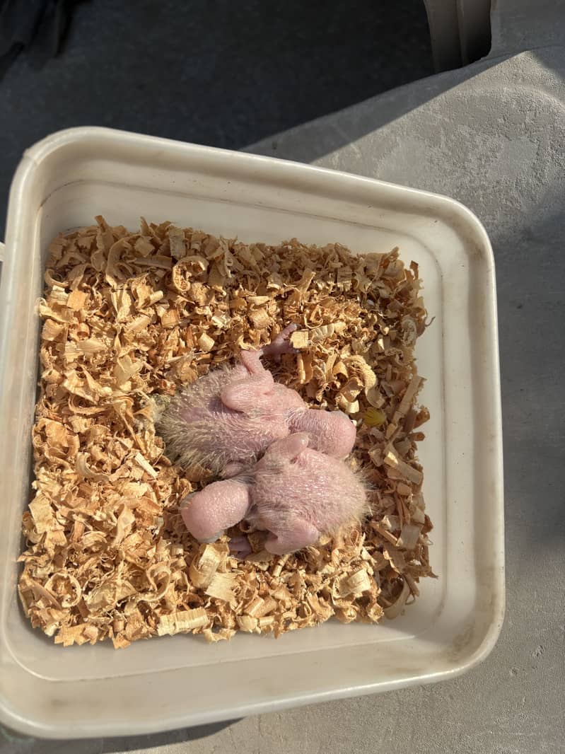 Sunconure chicks  Red factor 0