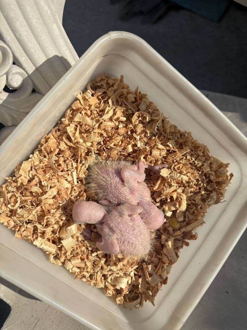 Sunconure chicks  Red factor 1