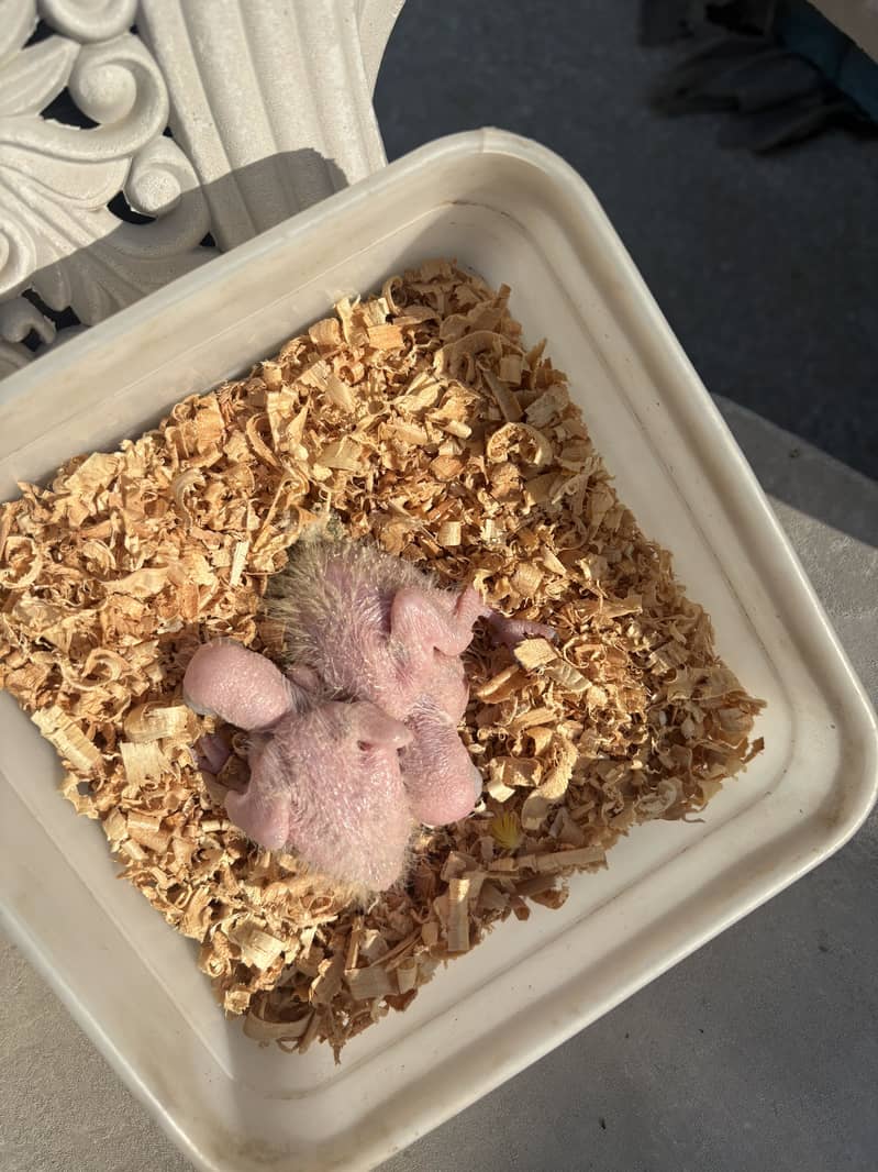 Sunconure chicks  Red factor 2