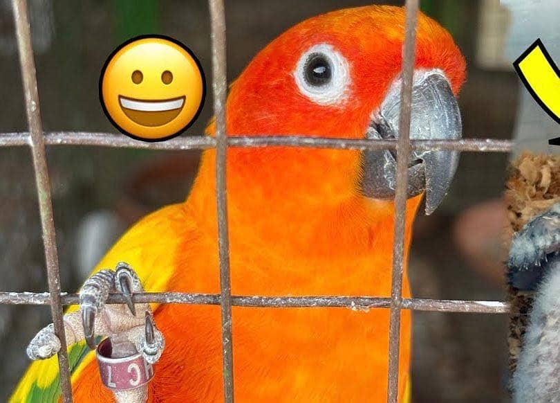 Sunconure chicks  Red factor 3