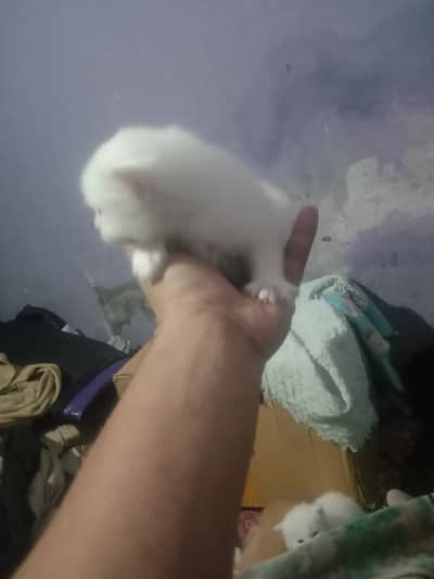 Persian kitten couple white