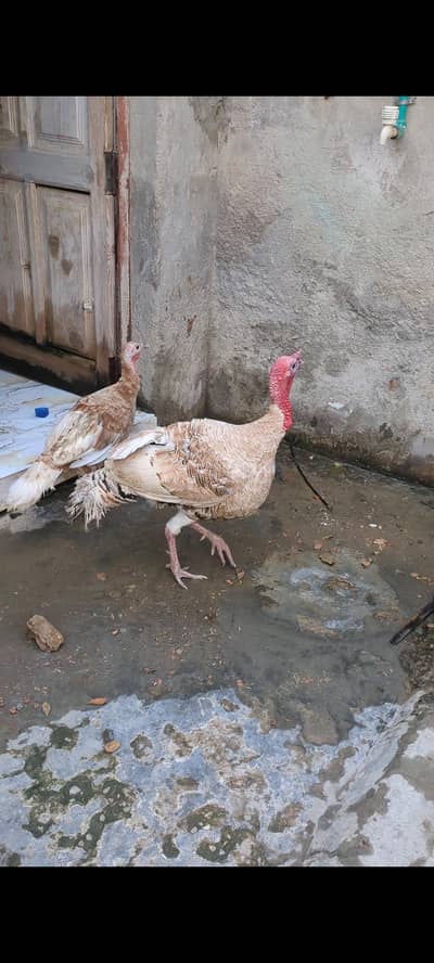 turky pair  low  price