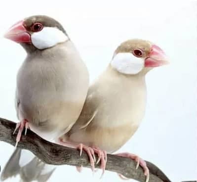 Fawn Java Breader pairs Available