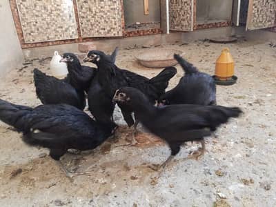 Australorp Hen pathiyan