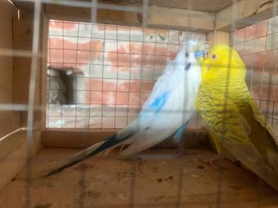 Black wing  backfrill. Crusted.