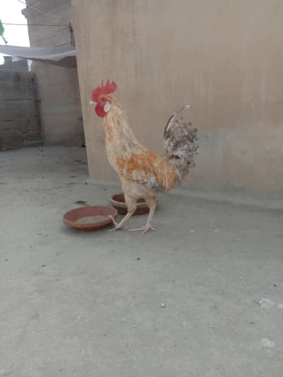 Desi Murgha breed leghorn
