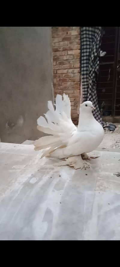 breeder female for sale 0306,2939635