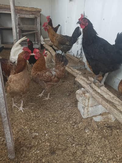 golden misry silver misry eggs hens 11