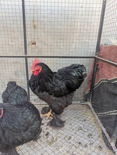 black heavy buff top quality healthy and active pair