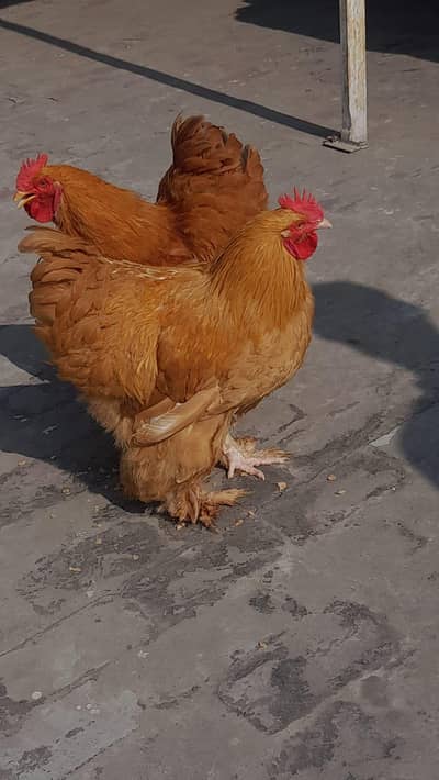 2 Golden buff male per piece Rs. 4000