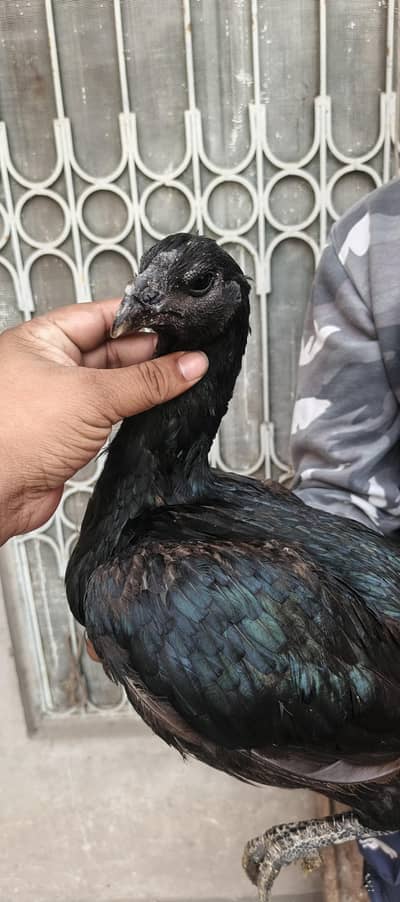 ice blue and black dragon and pakoi  hen