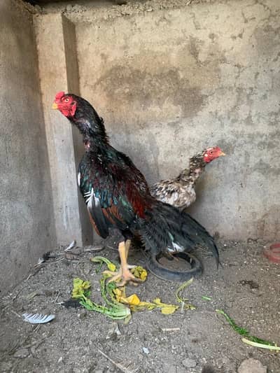 Pure aseel jora for sale