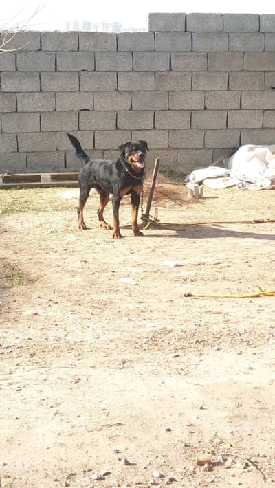 I want to sale my rottweiler