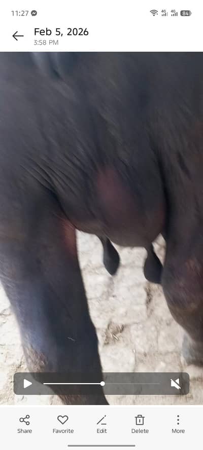 neli Ravi bafflo for sell