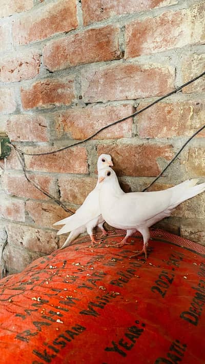 White Budapest ready to breed pair