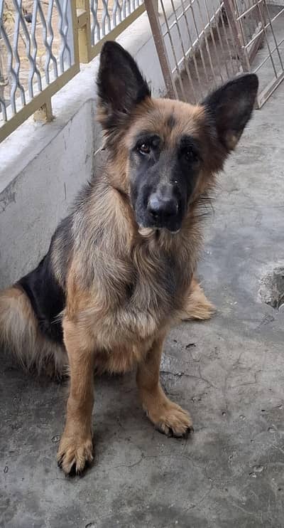 german shepherd female bareedar