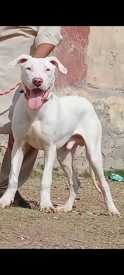 kohati gultair male dog for sale