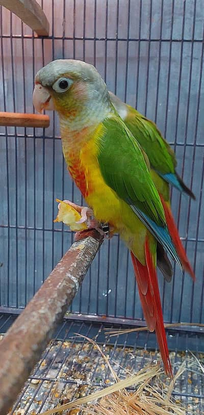 Original Pineapple Conures Pair for Sale